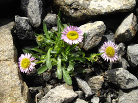 Erigeron caespitosus